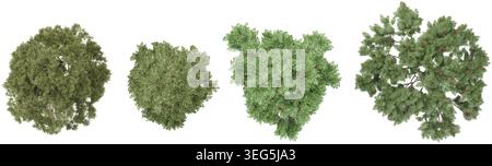 Jungle Rowan,Silver birch trees shapes cutout 3d render from the top view Stock Vector