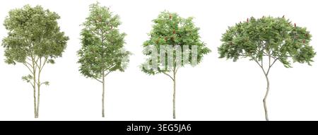 Jungle Rowan,Silver birch trees shapes cutout 3d render Stock Vector