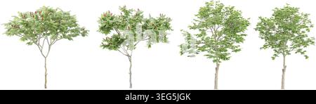 Rowan,Silver birch trees with transparent background, 3D rendering, for illustration Stock Vector