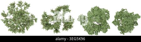set of Rowan,Silver birch plants rendered from the top view, 3D illustration Stock Vector