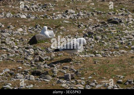 Common gull preening on pebbly beach, another rests in background Stock Photo