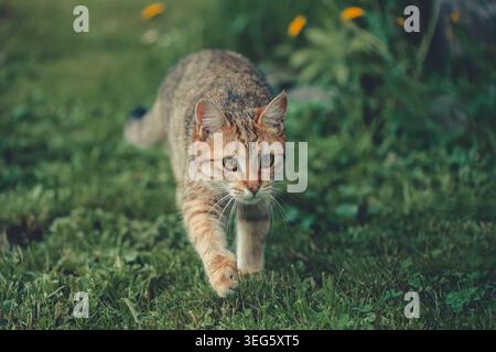 Tabby cat moving stealthily through a vibrant green garden, displaying focused attention and hunting instincts while exploring the outdoor environment Stock Photo