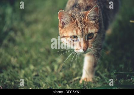 Tabby cat moving stealthily through a vibrant green garden, displaying focused attention and hunting instincts while exploring the outdoor environment Stock Photo