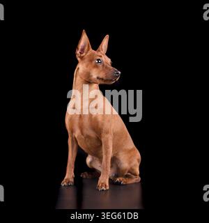 Studio shot of red Miniature Pinscher dog sitting on black background Stock Photo