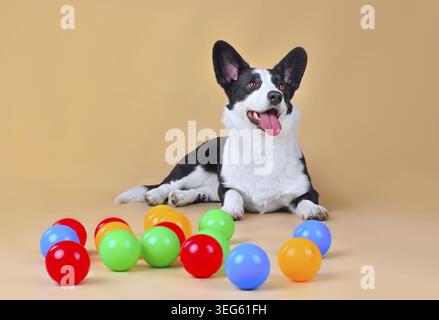 Cute Welsh Corgi Cardigan playing with colored balls on yellow background Stock Photo