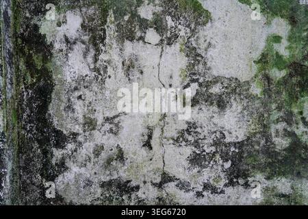 Algae and moss causing green patches on white wall Stock Photo