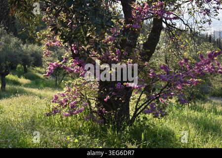 Beautiful Judas tree in full pink bloom standing in a sunny olive grove during springtime Stock Photo