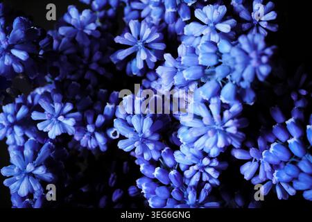 Close-up of muscari flowers in rich blue-violet color on black background, macro photography with soft bokeh Stock Photo