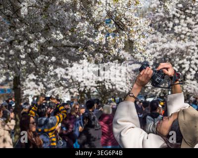 Woman Photographing Cherry Blossom, London, UK. Stock Photo