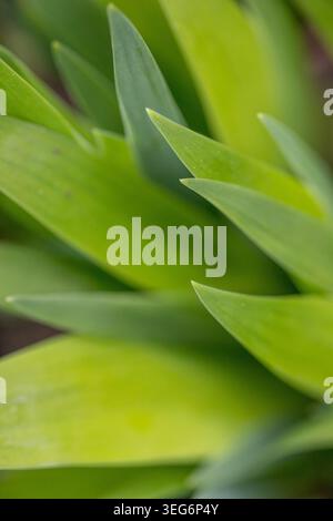 Close up of fresh green iris leaves Stock Photo
