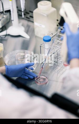 Researcher pipetting cell culture media in petri dish Stock Photo