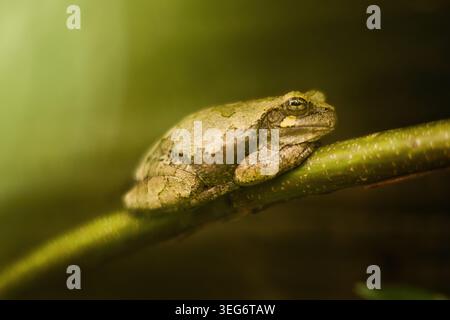 Close-up of Grey Tree frog on Limb Stock Photo
