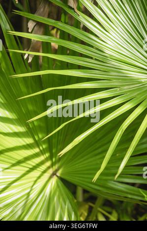 Lush green fan palm leaf fronds in sunlight in Florida Stock Photo