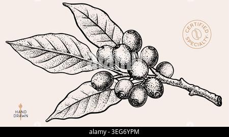 Vintage coffee branch bean plant sketch Stock Vector