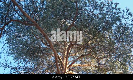 A large pine tree fills the view with its branches stretching towards the sky. Sunlight shines through the needles, revealing the blue sky. This scene Stock Photo