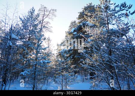 Pine trees are covered in snow in Taiga Karelia. The sun shines through the branches creating a bright scene. It is winter and the landscape is filled Stock Photo
