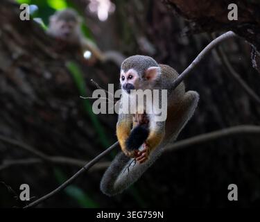 A squirrel monkey (Saimiri sciureus) cleaning its tail perched on a tree branch in tropical rainforest, another monkey watches in the background Stock Photo