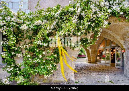 Climbing white roses in full bloom at the Carroir du Centre - Beaulieu-les-Loches, Indre-et-Loire (37), France. Stock Photo