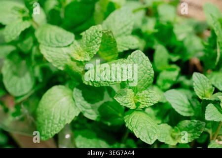 Fresh mint leaves with vibrant green texture in grocery store herb section. Aromatic plant used for tea, cocktails and cooking. Stock Photo