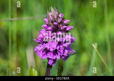 A bright purple Pyramidal Orchid flower in full bloom. Stock Photo