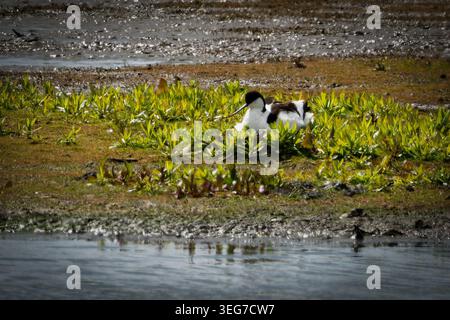 A Pied Avocet roosts on its nest in wetlands on the river Dee in Cheshire. The species is the emblem of the RSPB. Stock Photo