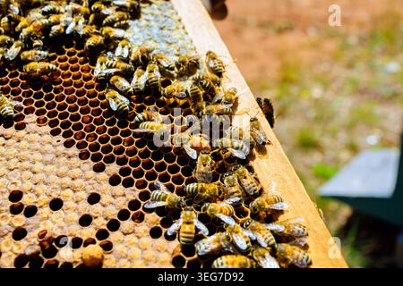 Bees are busy on honeycomb in beehive at bees are looking after brood Stock Photo