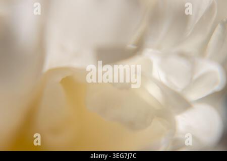 A horizontal macro shot of overlapping creamy white peony petals. The natural light creates soft shadows within the folds, emphasizing the silky textu Stock Photo