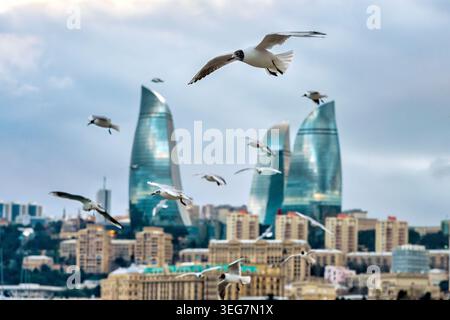 Flock of black-headed gulls in flight over the Caspian Sea with Flame Towers in the background, Baku. Stock Photo