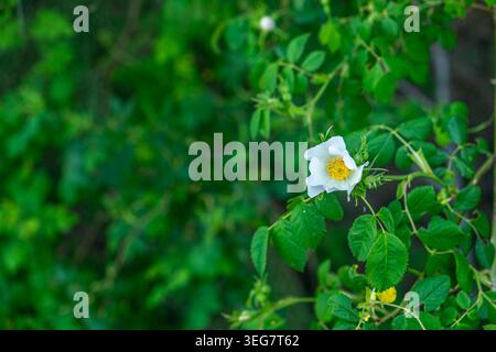 Vibrant flowers in full spring bloom Stock Photo