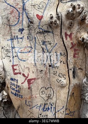 Close up of an old tree trunk covered with many carved and drawn graffiti and heart symbols representing names and love Stock Photo