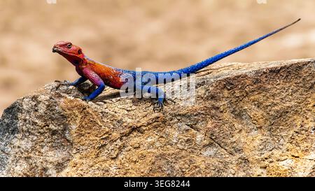 During a toilet stop at the Massai Mara we came across various types of lizards. The vibrant colours of the rock agama are amazing. Stock Photo