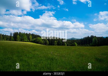 Germany, scenic conifer forest edge with meadow and blue spring sky in Black Forest Stock Photo