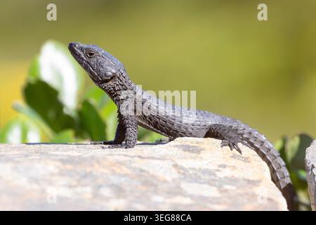 Black Girdled Lizard, (Cordylus niger) sunning itself on a rock, Cape Point, Western Cape, South Stock Photo