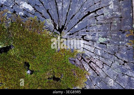 Dark moss-covered decaying tree stump with rich woodland textures and deep earthy tones in a forest setting Stock Photo
