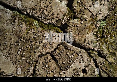 Close-up of a heavily cracked weathered tree stump with crust fungus and deep natural fissures forming an abstract woodland texture Stock Photo