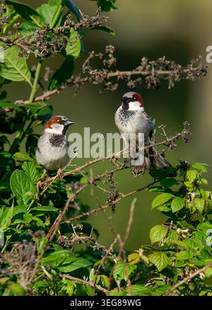 Pair of male House sparrows-Passer domesticus perched on  Elmleaf blackberry-Rubus ulmifolius Stock Photo