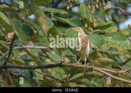 Indian Pond Heron perched on tree branch at Umred, Maharashtra, India Stock Photo