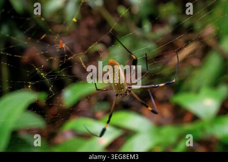Close up of a Golden Orb Spider on its web in the forest in Costa Rica Stock Photo