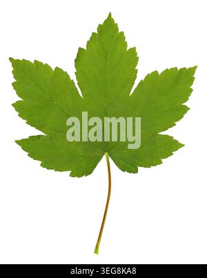 Green Maple Leaf Isolated on Black Background Stock Photo