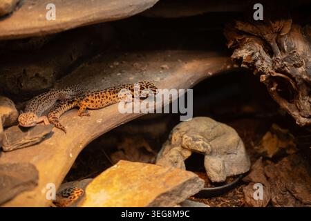 two leopard geckos resting on layered flat rock shelves in a warm naturalistic terrarium, golden-orange spotted skin highlighted by soft amber lightin Stock Photo