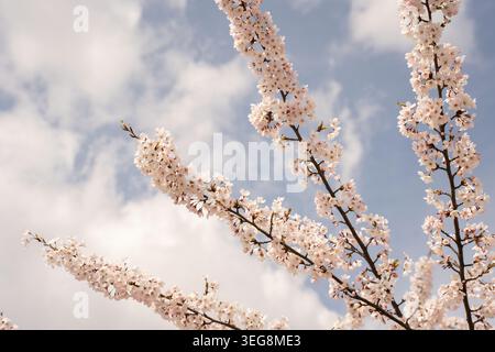 soft pale pink cherry blossom branches arching upward against a bright blue sky dotted with wispy clouds, evoking a serene spring morning with delicat Stock Photo