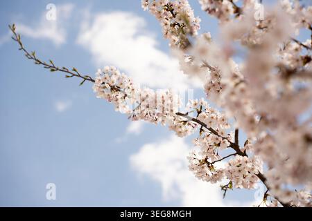 delicate close-up of blooming cherry blossom branches against a pale blue sky with soft white clouds, showcasing clusters of pink-white petals, spring Stock Photo