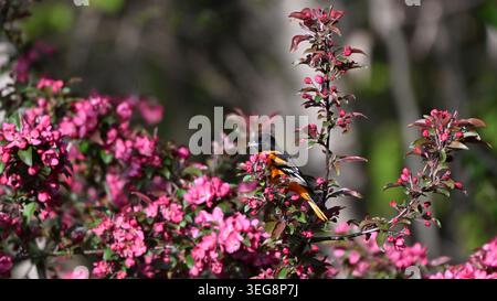 A vibrant male Baltimore Oriole perched on the blooming branches of a crab apple tree in full spring blossom. Bright orange and black plumage contrast Stock Photo