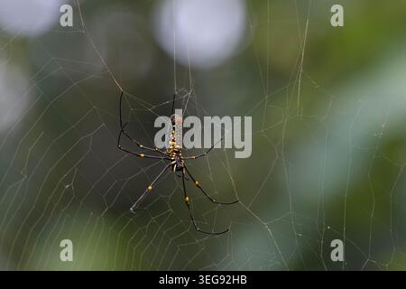 Giant Golden Orb-weaver spider or Trichonephila pilipes at Umred Karhandla Stock Photo