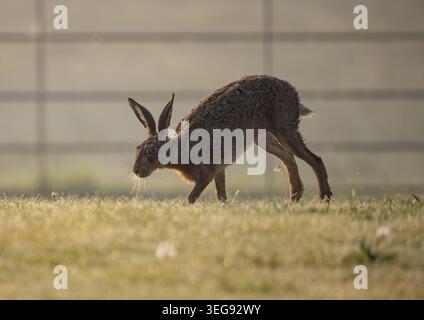 A detailed close up shot of a shy Brown Hare, lit by the rising sun running around  on a lawn in a rural garden. Showing off her long legs Suffolk, Uk Stock Photo