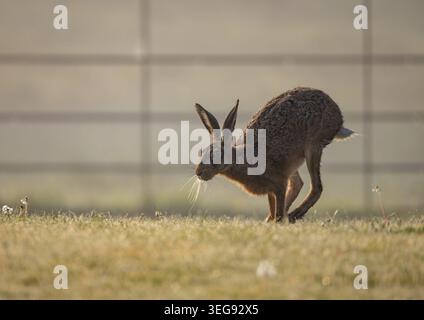 A detailed close up shot of a shy Brown Hare, lit by the rising sun running around  on a lawn in a rural garden. Showing off her long legs Suffolk, Uk Stock Photo