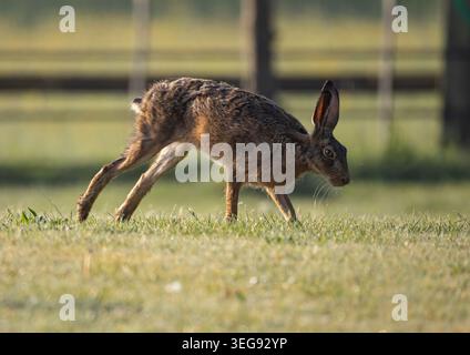 A detailed close up shot of a shy Brown Hare, lit by the rising sun running around  on a lawn in a rural garden. Showing off her long legs Suffolk, Uk Stock Photo