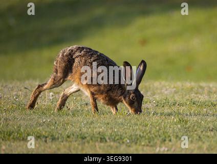 A detailed close up shot of a shy Brown Hare, lit by the rising sun running around  on a lawn in a rural garden. Showing off her long legs Suffolk, Uk Stock Photo