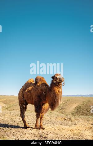 Full length portrait of Bactrian camel in desert steppe Stock Photo
