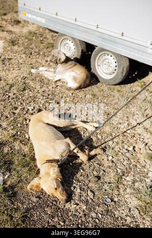 Two light-colored sighthounds lie exhausted on the dry ground in the shadow of a vehicle trailer. Stock Photo